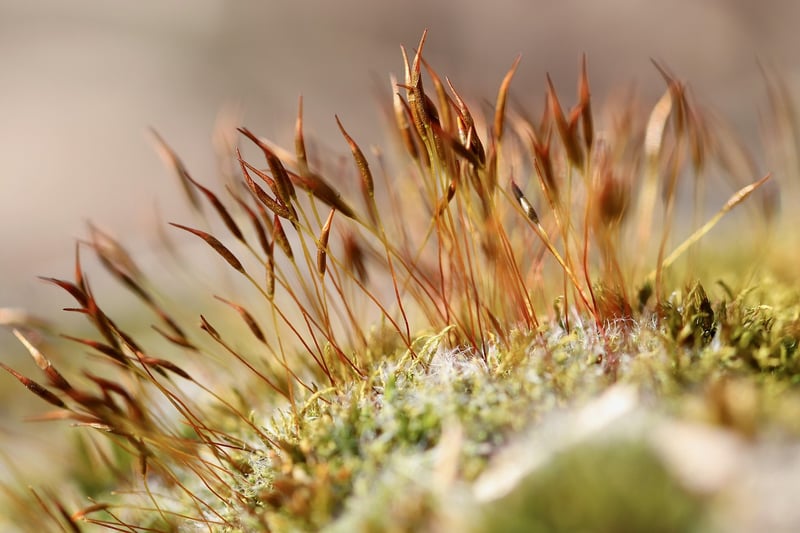 Mossy Accents