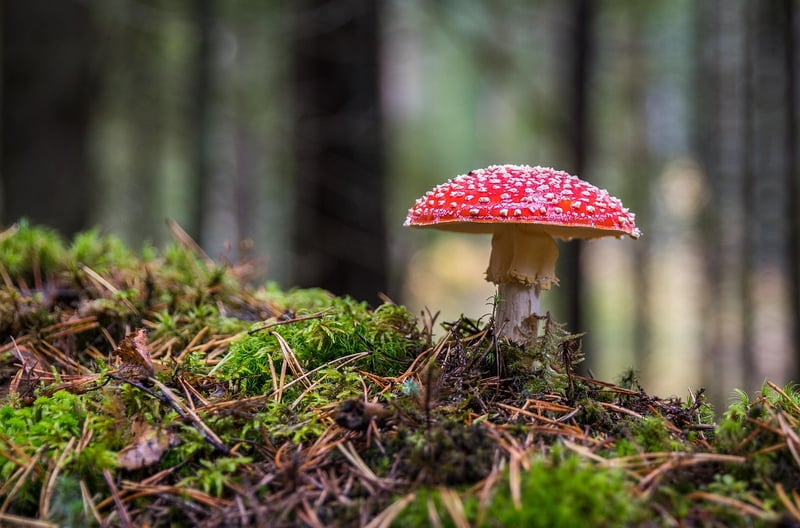 Mushroom Delights