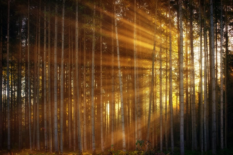 Mossy Fairy Lights