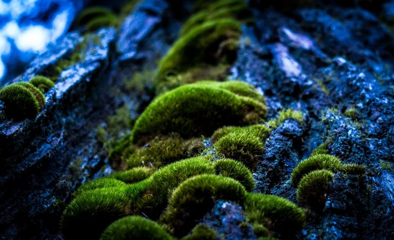 Mossy Pathway