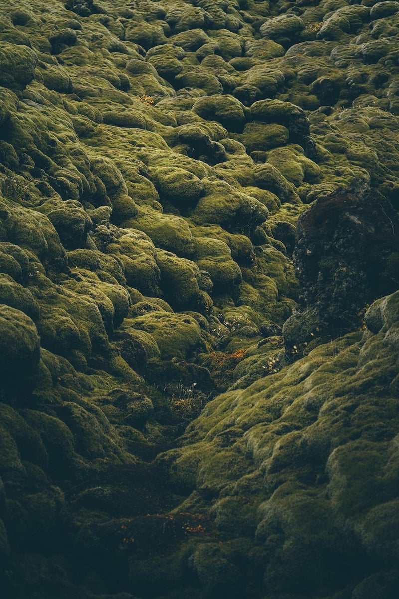 Moss and Greenery