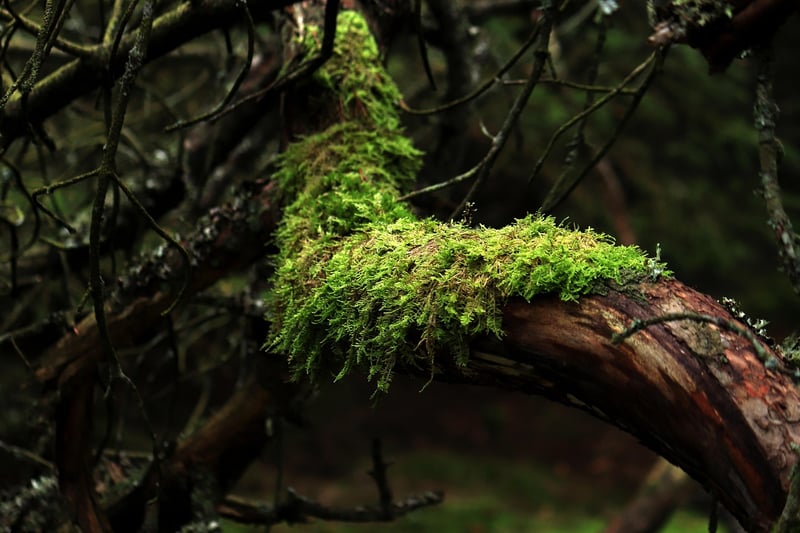 Moss Wall Art