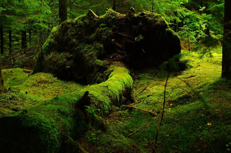 Mossy Centerpiece