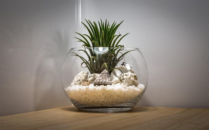 Mossy Terrarium